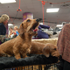 Illustration for article titled Picking Up Scraps At The Westminster Dog Show
